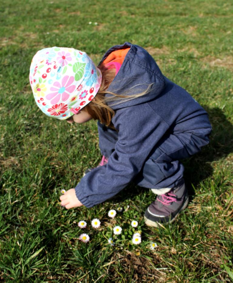 Kind pflückt erste Gänseblümchen im Frühling auf dem Feld