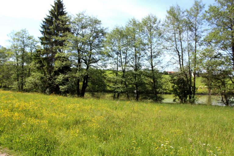 Oggenrieder Weiher in Irsee