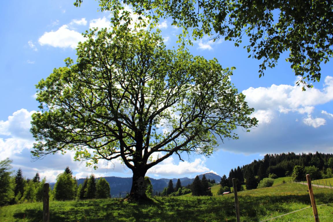 alter Baum an der Müllers Alp Breitachklamm Allgäu Breitach