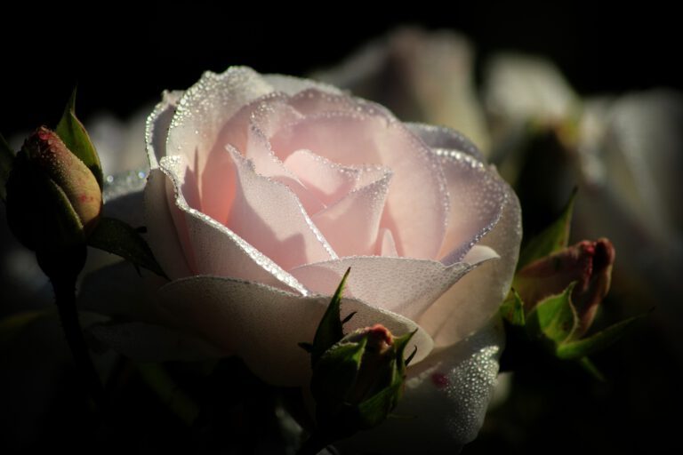 Roses Revolution Day
